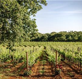 Luxury Villa Estate with 3 Pools on Istrian Vineyards near Bale, sleeps 56-60